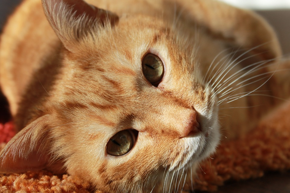 hebben Schuldenaar Bewolkt Help! Mijn kat plast in huis