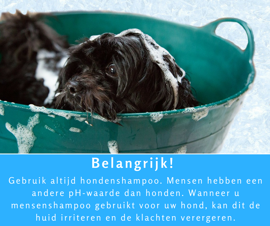 volwassen vrouwelijk Inhalen Hoe kan ik mijn hond wassen?