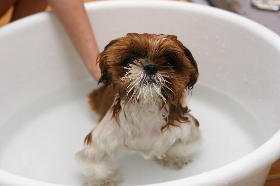 Rechthoek Rot Knikken Hoe kan ik mijn hond wassen?